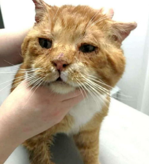 寒夜奇缘 流浪猫主动敲门，霸道‘大王’温暖安家