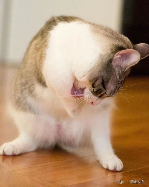 双足追风 一只不需要同情的迅捷猫