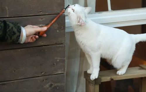 猫咪最讨厌的5种人，快来看看你上榜了吗