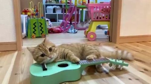 喵星人上岗记 当猫咪学会“快猫到家”，两脚兽的饭碗还稳吗？