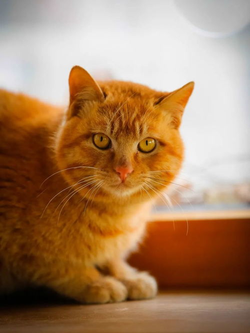 想要猫的快来看！帮两个小可爱找家啦，快猫到家