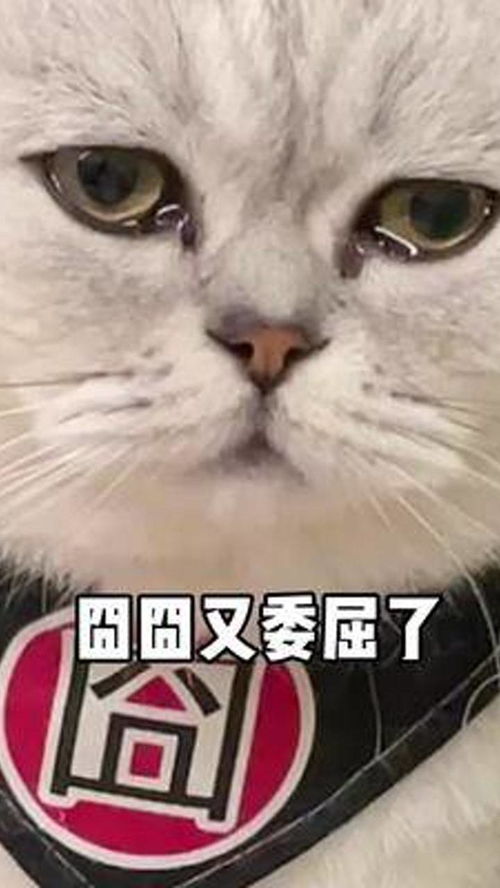 新宠驾到，旧爱闹心 如何平衡两只爱猫的“嫉妒战争”？