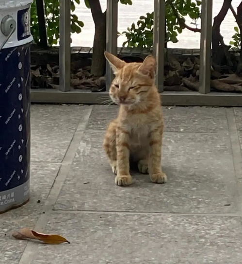 蜂蜇奇遇记 当猫头肿成猪头，亲妈笑翻全家乐