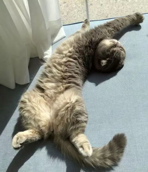 快猫到家 铲屎官的便捷接宠新选择