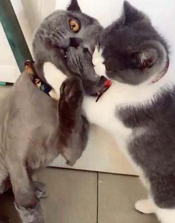 当资深蓝猫遇上新来小麻烦 一场「猫际关系」的磨合记