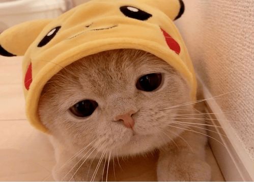 喵创智品 怕猫咪在家无聊？找我啊，快猫到家！