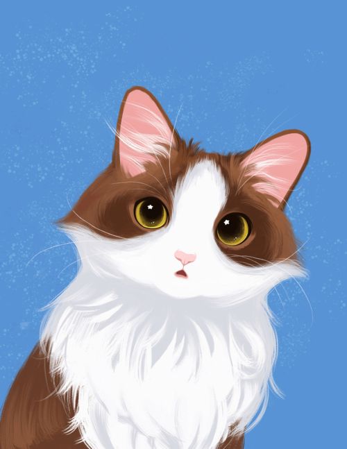 快速有效训练猫主子的五招 快猫到家，掌握这五点就够了