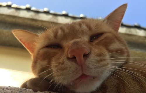 一只橘猫的“轮胎碰瓷”记 不给罐头绝不起床