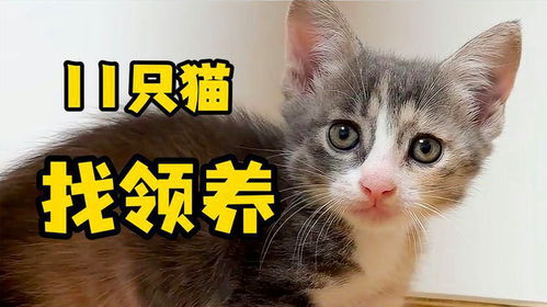 刚到家第一天，领养人说 “你这是什么神仙猫啊！”