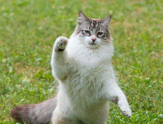 猫咪的几个可爱瞬间，快来看看你喜欢哪个！